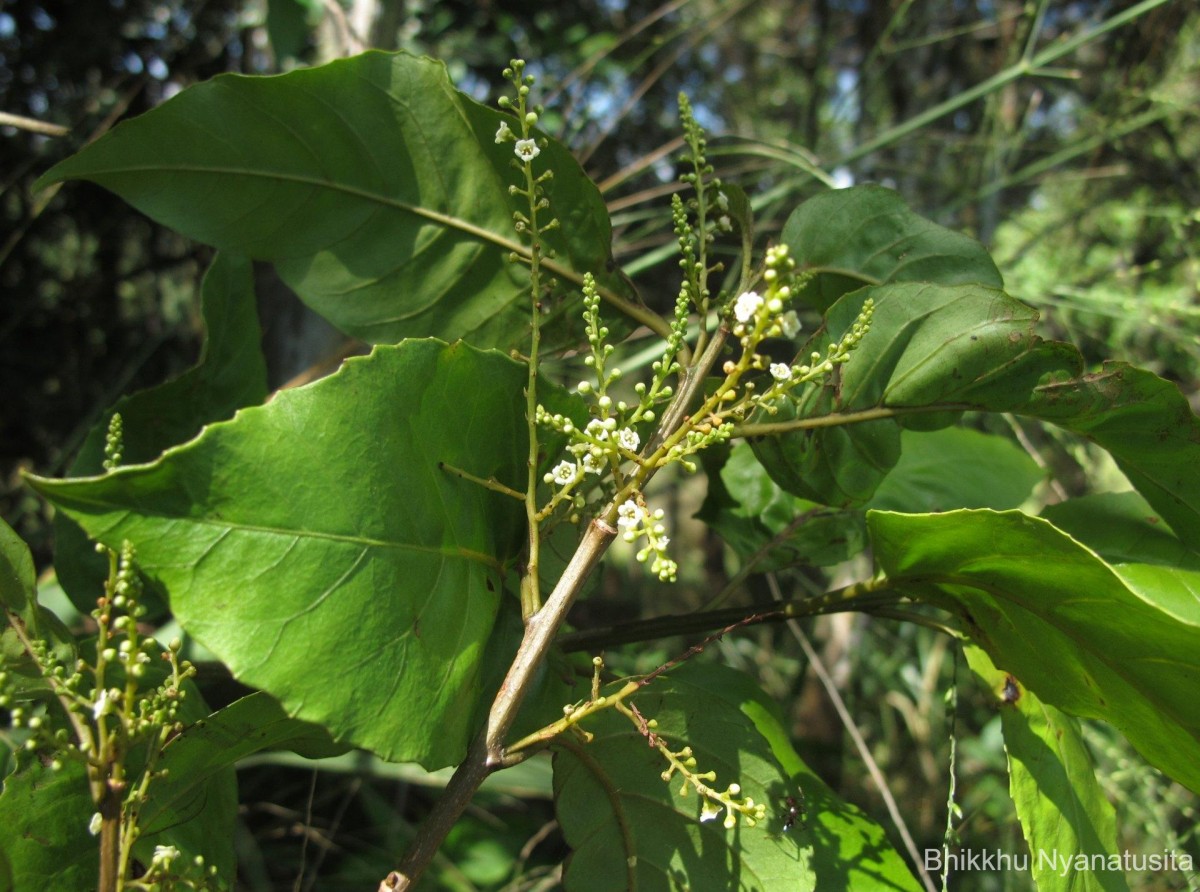 Maesa indica (Roxb.) Sweet